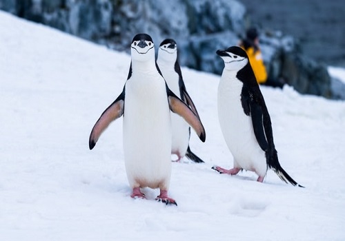 三匹のペンギン